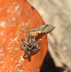 Reduviidae
