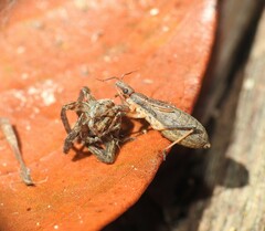 Reduviidae