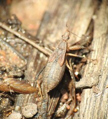 Reduviidae
