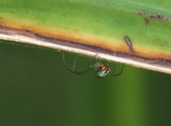 Leucauge argyrobapta