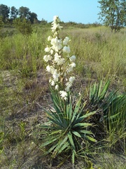 Yucca flaccida