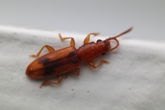 Cryptamorpha desjardinsi