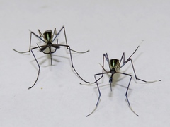 Toxorhynchites rutilus septentrionalis
