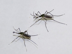 Toxorhynchites rutilus septentrionalis