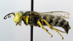 Bembix americana spinolae