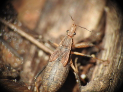 Reduviidae