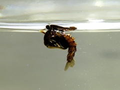 Toxorhynchites rutilus septentrionalis