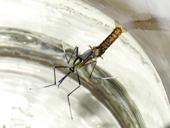 Toxorhynchites rutilus septentrionalis