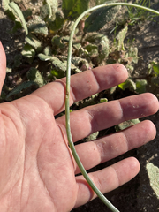 Triteleiopsis palmeri