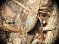 Reduviidae