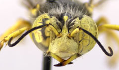 Bembix americana spinolae