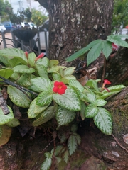 Episcia