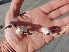 Notomegabalanus decorus