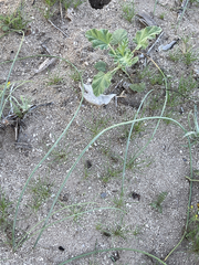 Triteleiopsis palmeri