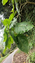 Solanum betaceum