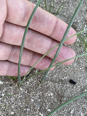 Triteleiopsis palmeri