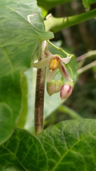 Solanum betaceum