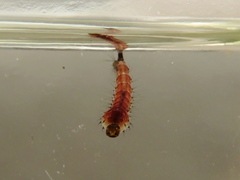 Toxorhynchites rutilus septentrionalis