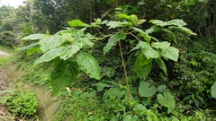 Solanum betaceum