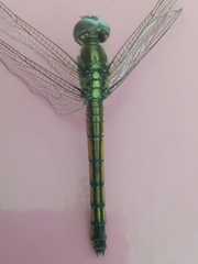 Lathrecista asiatica