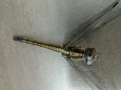 Lathrecista asiatica