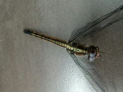 Lathrecista asiatica
