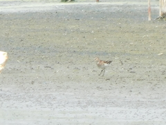 Calidris minutilla
