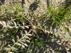 Dalea mollissima