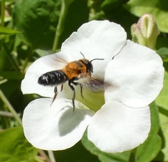 Megachile umbripennis