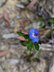 Dampiera stricta