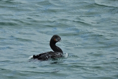 Phalacrocorax capensis