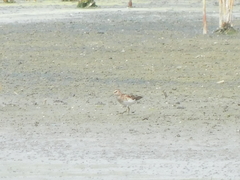 Calidris minutilla