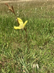 Moraea bellendenii