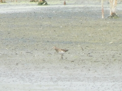 Calidris minutilla