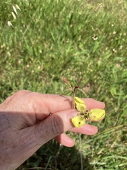 Moraea bellendenii