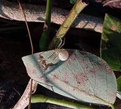 Zygometis xanthogaster