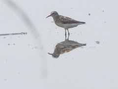 Calidris minutilla