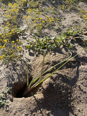 Triteleiopsis palmeri