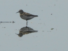Calidris minutilla