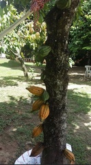 Theobroma cacao