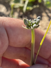 Triteleiopsis palmeri