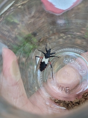Microtomus purcis