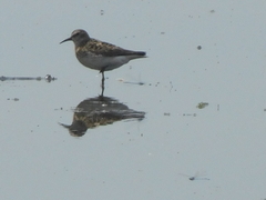 Calidris minutilla