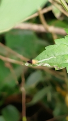 Minettia longipennis