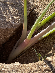 Triteleiopsis palmeri