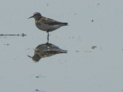 Calidris minutilla