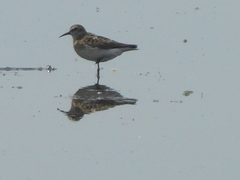 Calidris minutilla