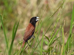 Lonchura atricapilla