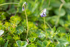 Viola langsdorffii