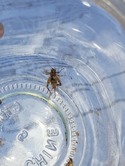 Allonemobius maculatus